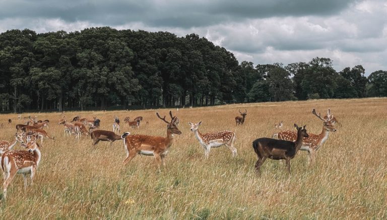 Phoenix Park Deer in Dublin: How to find them?