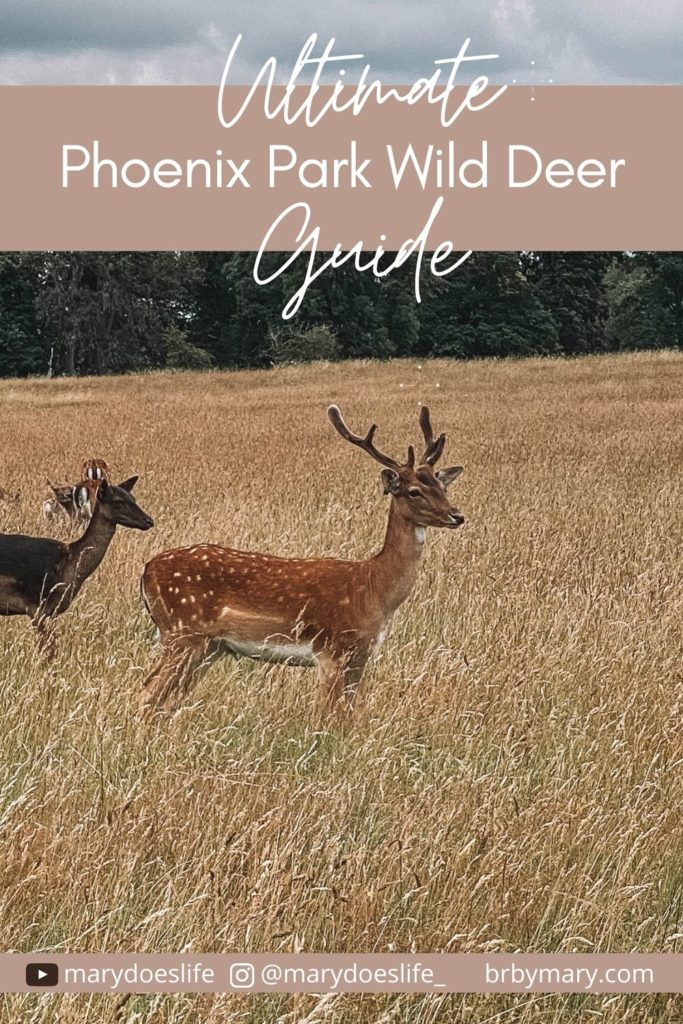 Phoenix Park Deer