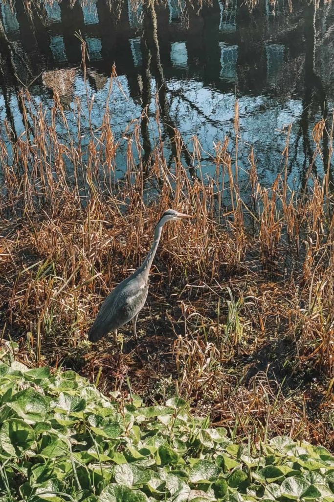 heron by the canals in Dublin