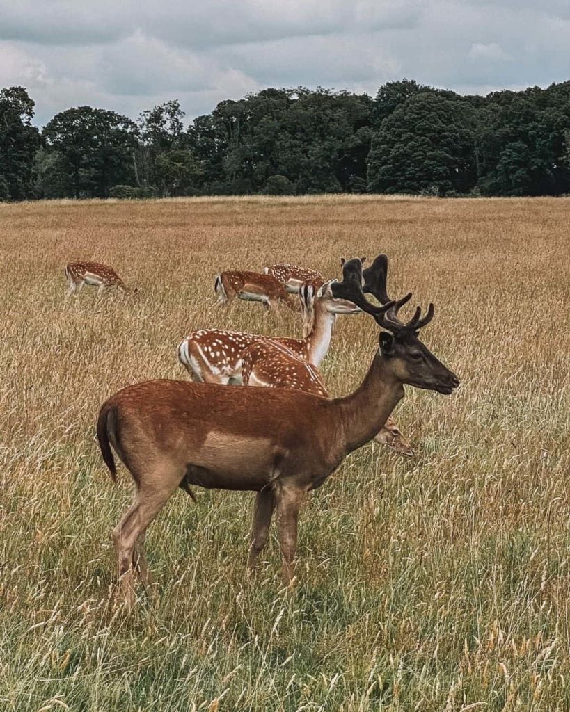 Phoenix park buck, one of the best things to do in Phoenix Park