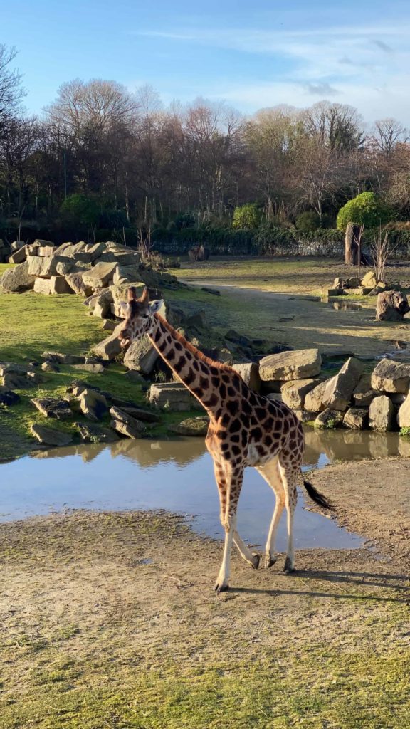 Giraffes at the Dublin zoo