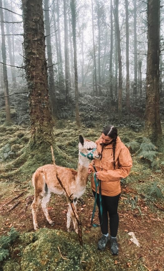 The 23 Best Alpaca Walking Ireland has to offer for A Unique Experience