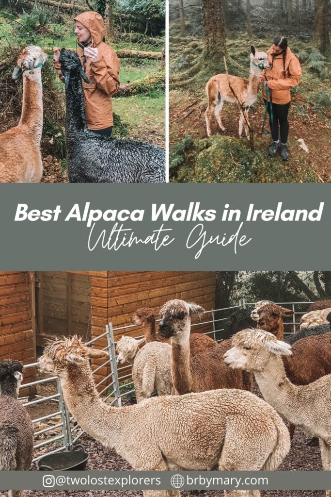 alpaca walking Ireland
