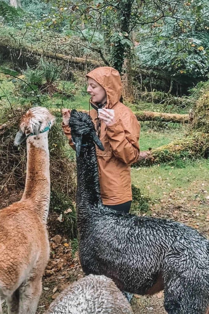 girl feeding alpacas