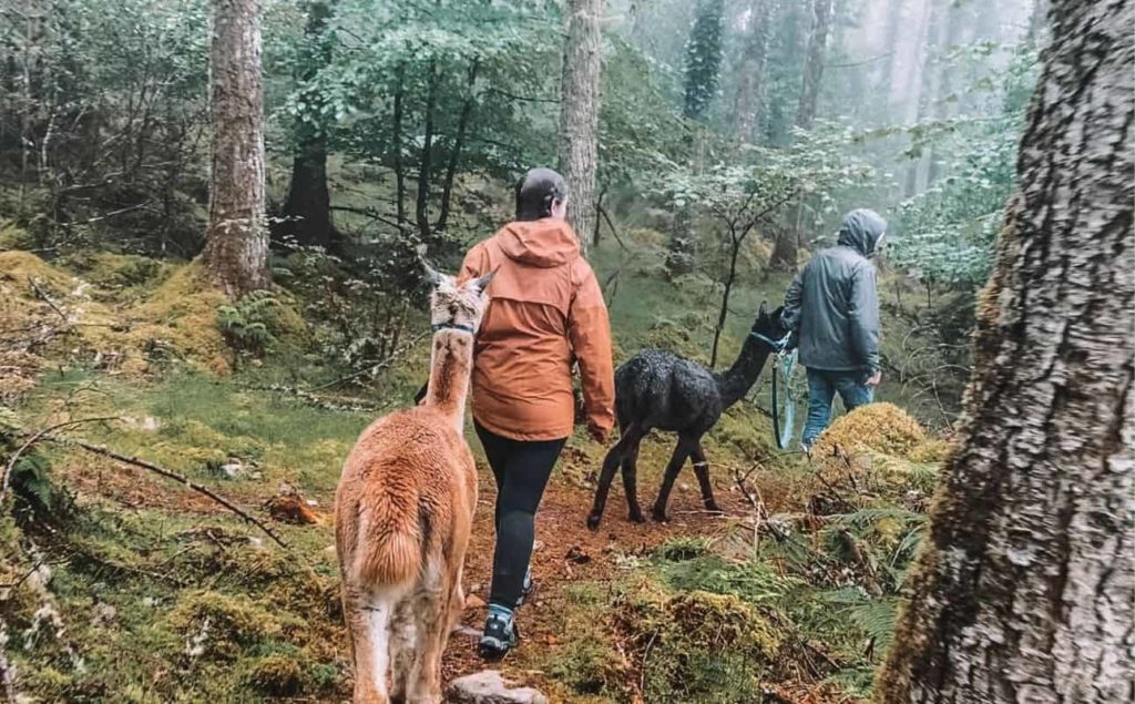 alpaca trekking Ireland