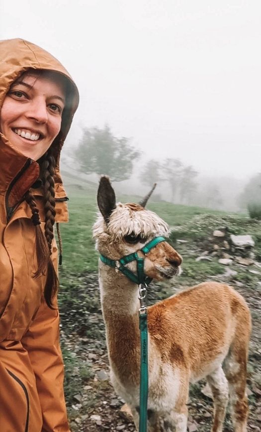 Walking with alpacas: Why alpaca walks are great for travel couples