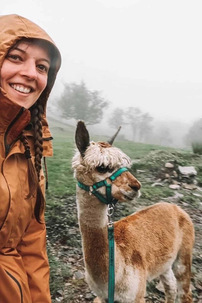girl on alpaca walk with cute alpaca