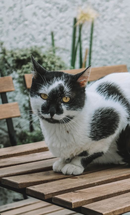 O Porto Dos Gatos Cat Cafe Porto: Everything you need to know for a cute visit