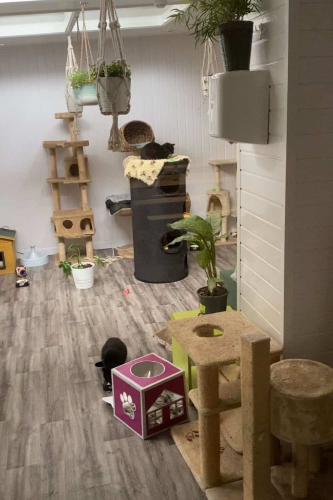 cats at cat cafe in Dublin
