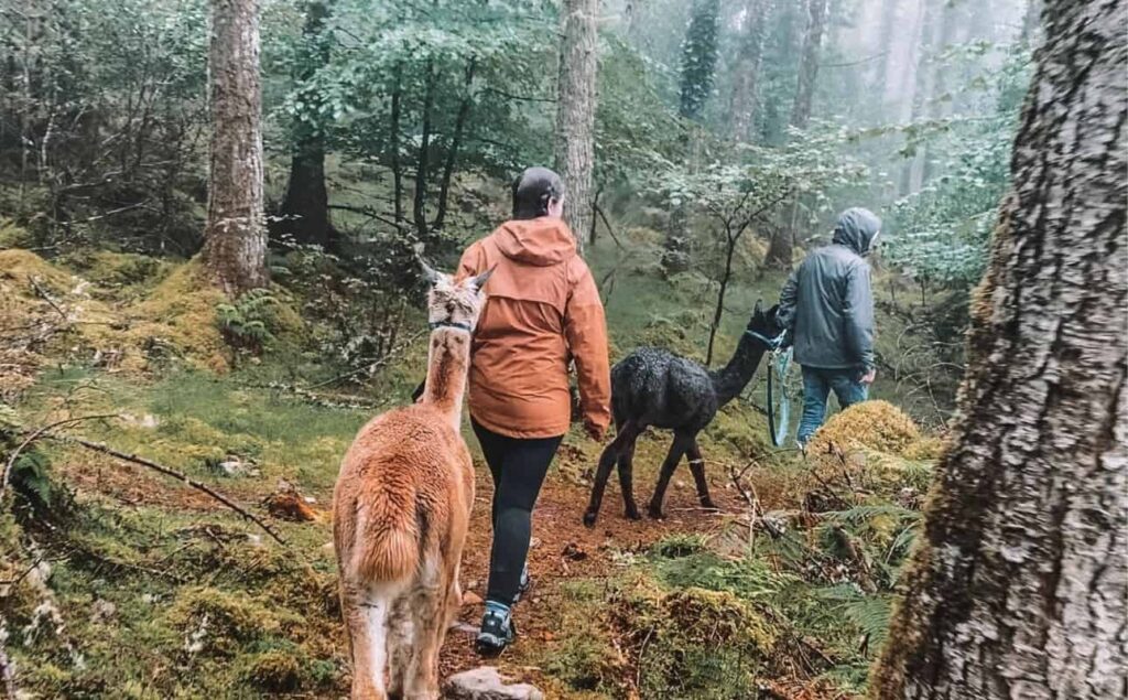 alpaca walking Ireland Sans titre (41)