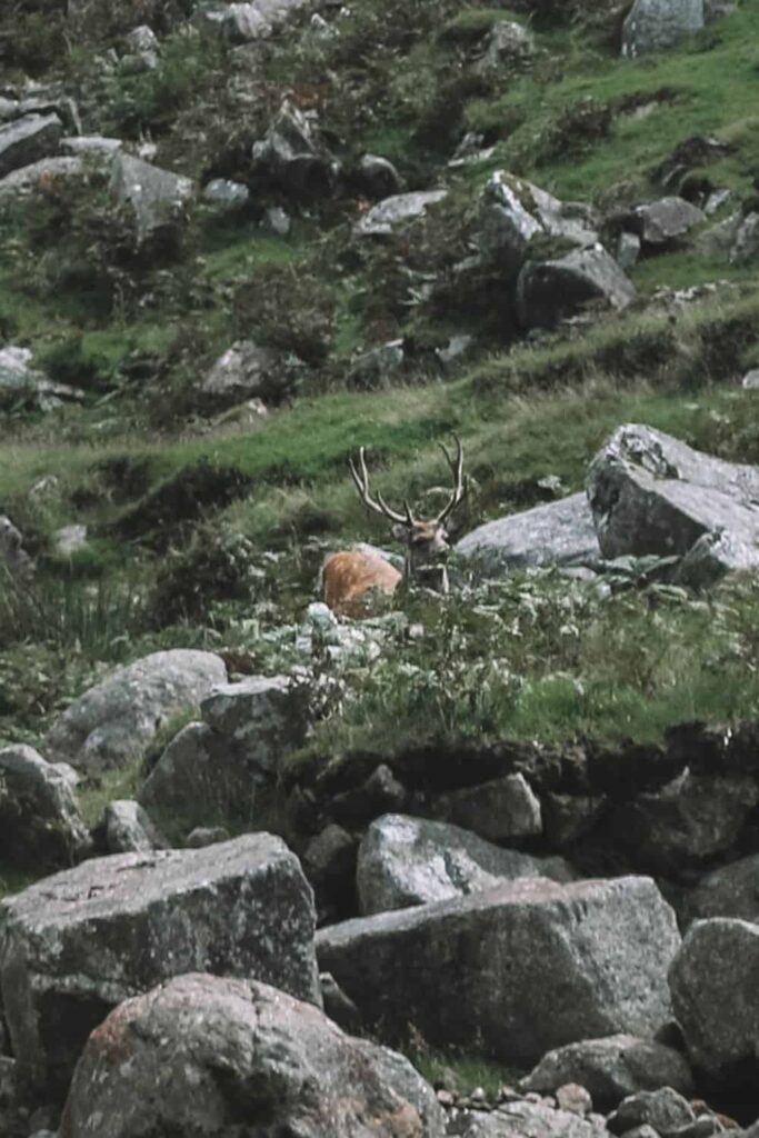 buck in Ireland wildlife