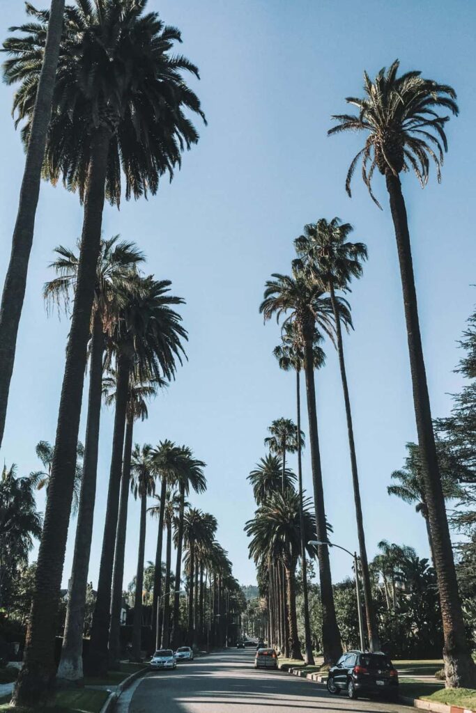 Palm Tree road near Beverly Hills