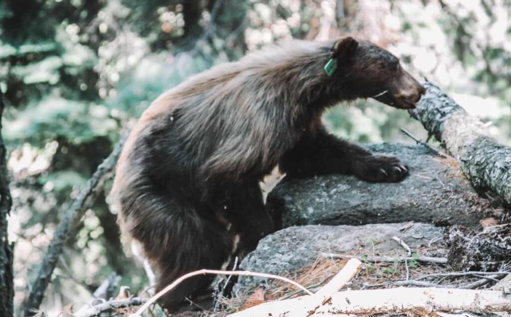 Sequoia National Park black bear