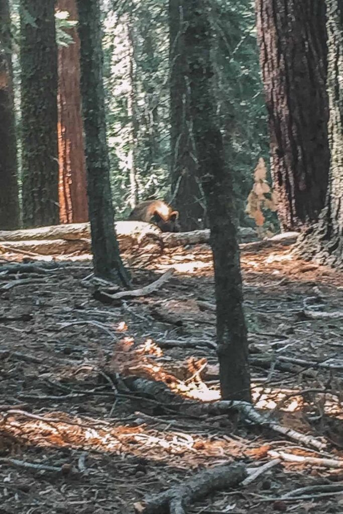 Black bear at Sequoia National Park