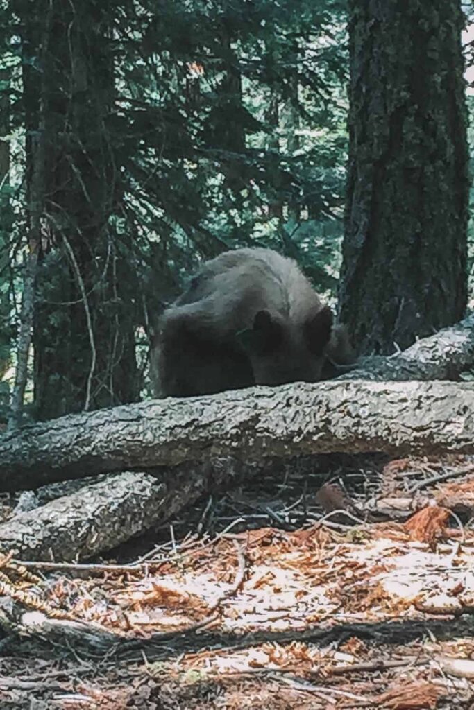 Black bear in Sequoia National Park