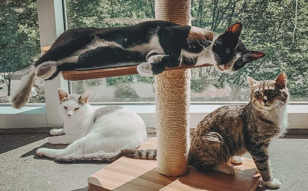 Cat cafe in Vancouver