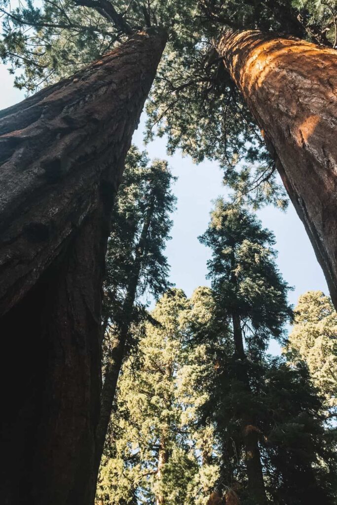 Giant sequoia trees on our Sequoia National Park 1 day itinerary