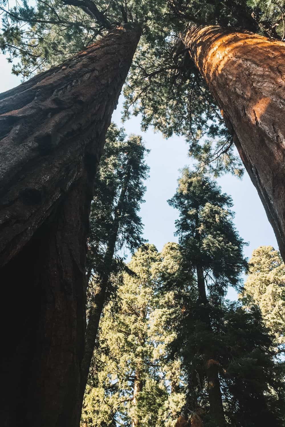 Sequoia National Park In One Day The Best Itinerary for a Stunning Trip with your Partner