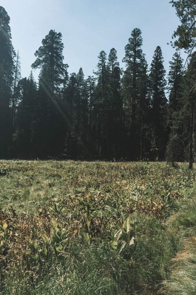 Sequoia National Park In One Day The Best Itinerary for a Stunning Trip with your Partner