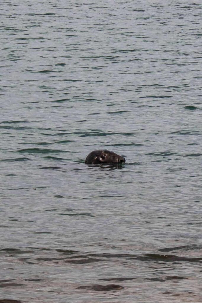 Seal on Bull Island