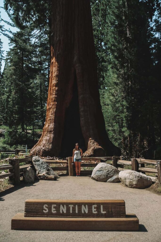 Sentinel Tree, a must see on our 1 day in Sequoia National Park
