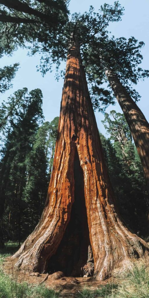 Sentinel Tree in Sequoia Park