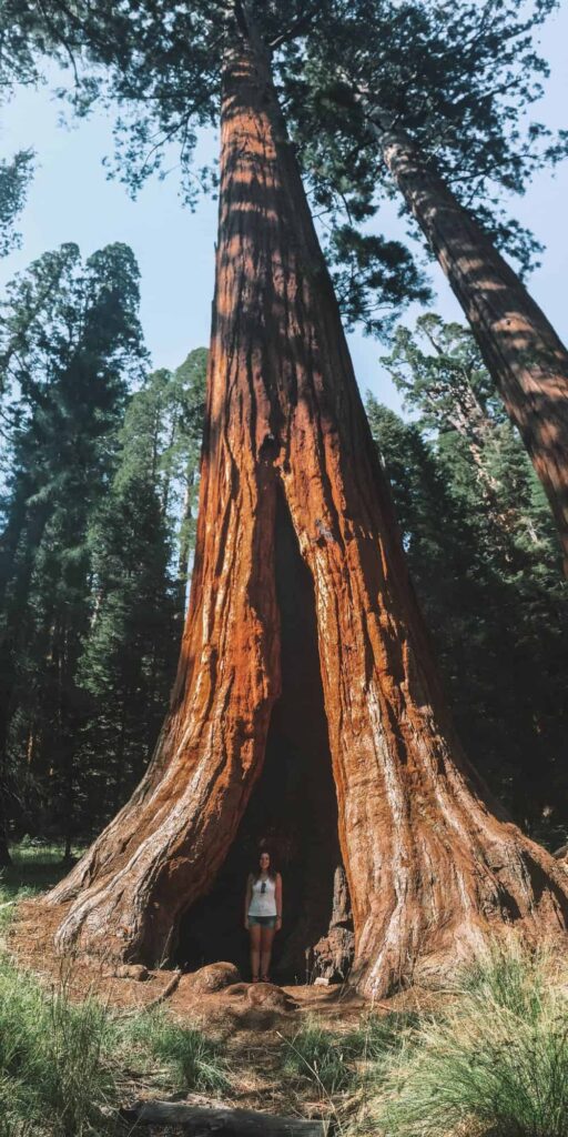 Sentinel Tree in Sequoia and Kings Canyon National Parks