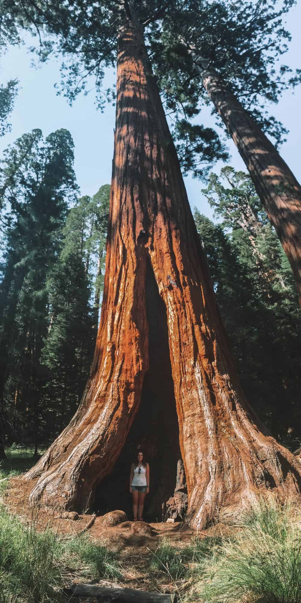 Sequoia National Park In One Day The Best Itinerary For A Stunning   Sentinel Tree In Sequoia And Kings Canyon National Parks 