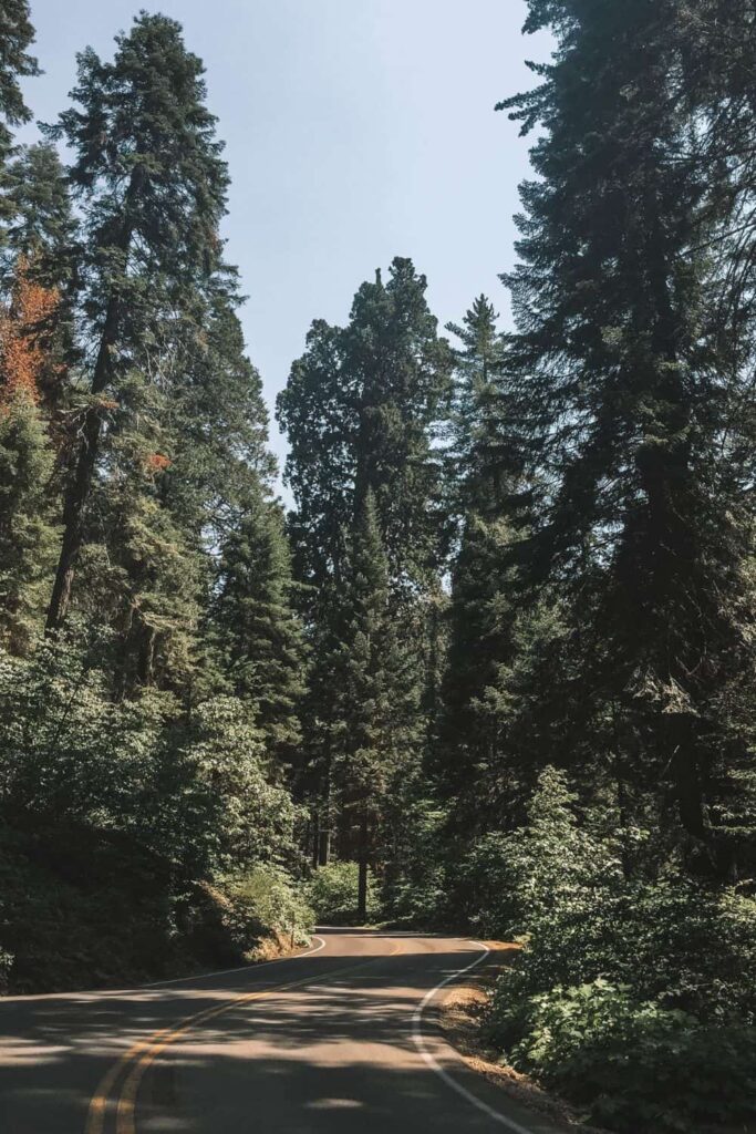 Sequoia National Park Road