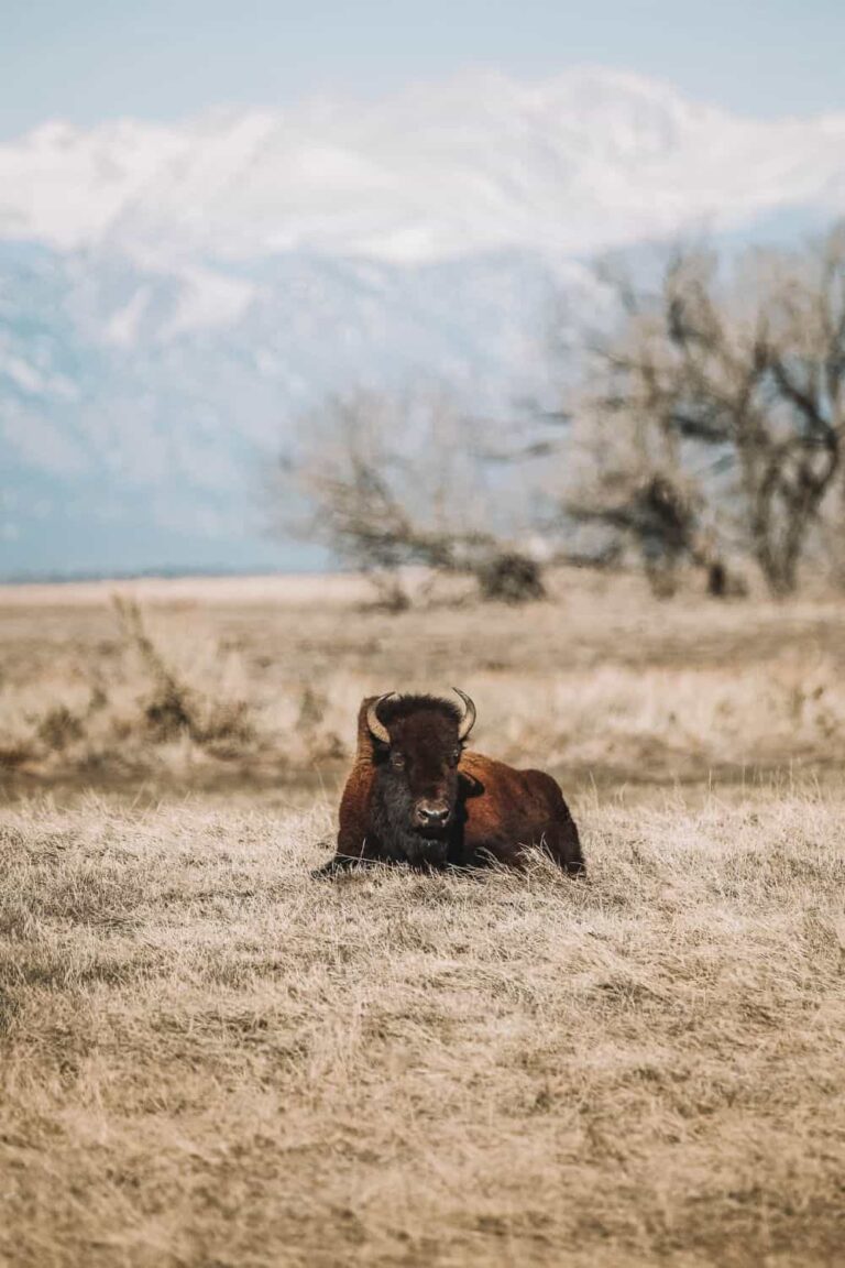 Bison on Antelope Island in Utah