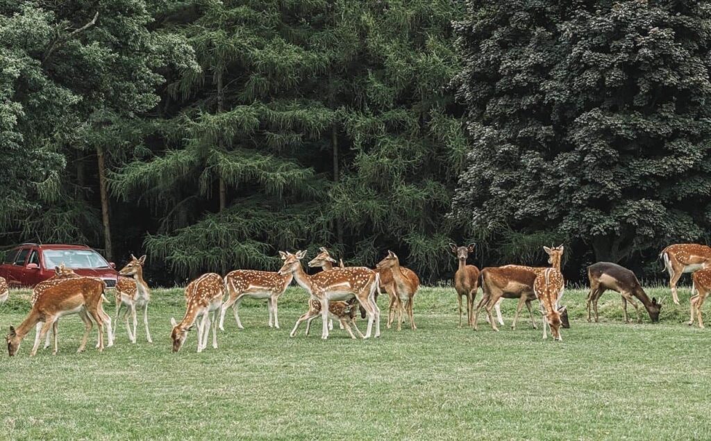 Phoenix Park deer, things for couples to do when living in Dublin