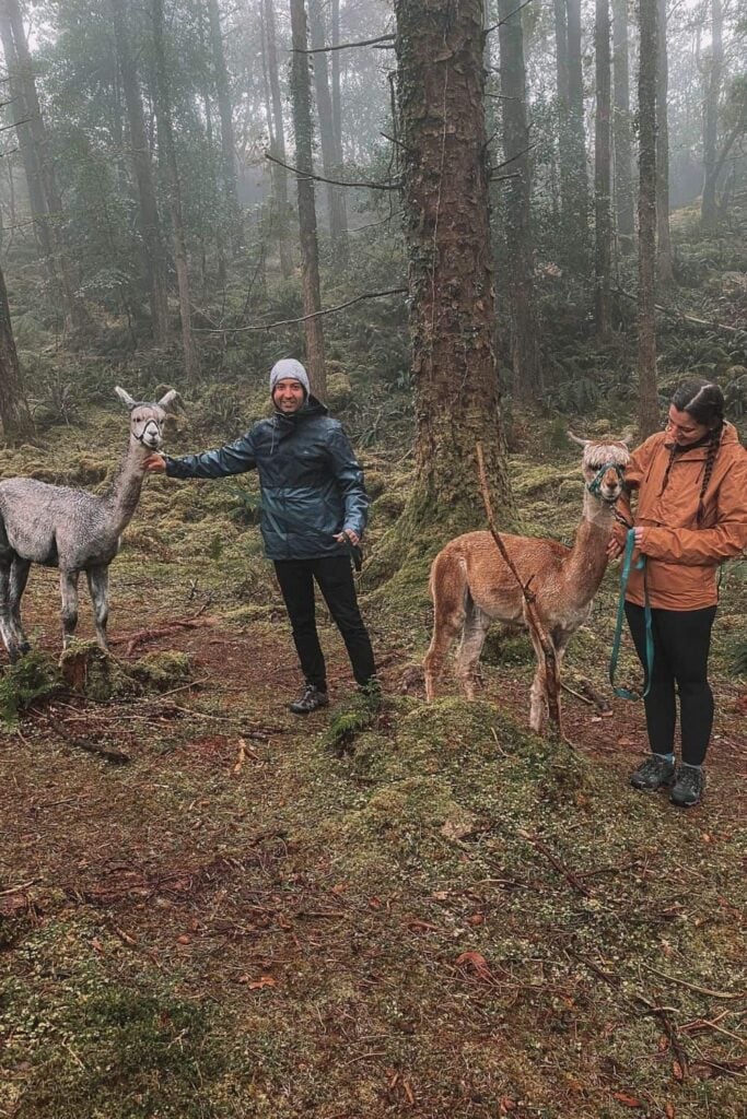 Us alpaca walking in Ireland 6