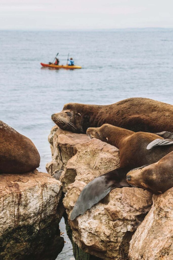 Kayaking with sea lions, one of the fun and unique date ideas in Santa Barbara