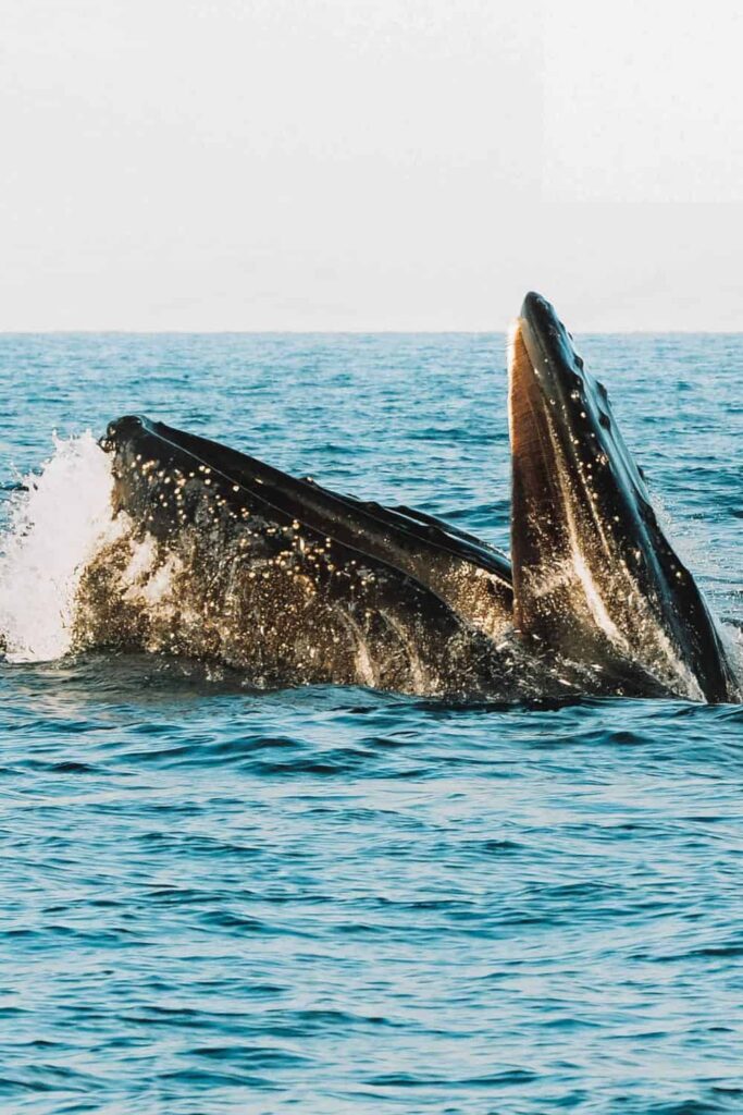 Whale watching, a memorable Santa Barbara date idea