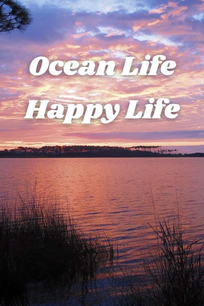 Ocean Life, Happy Life