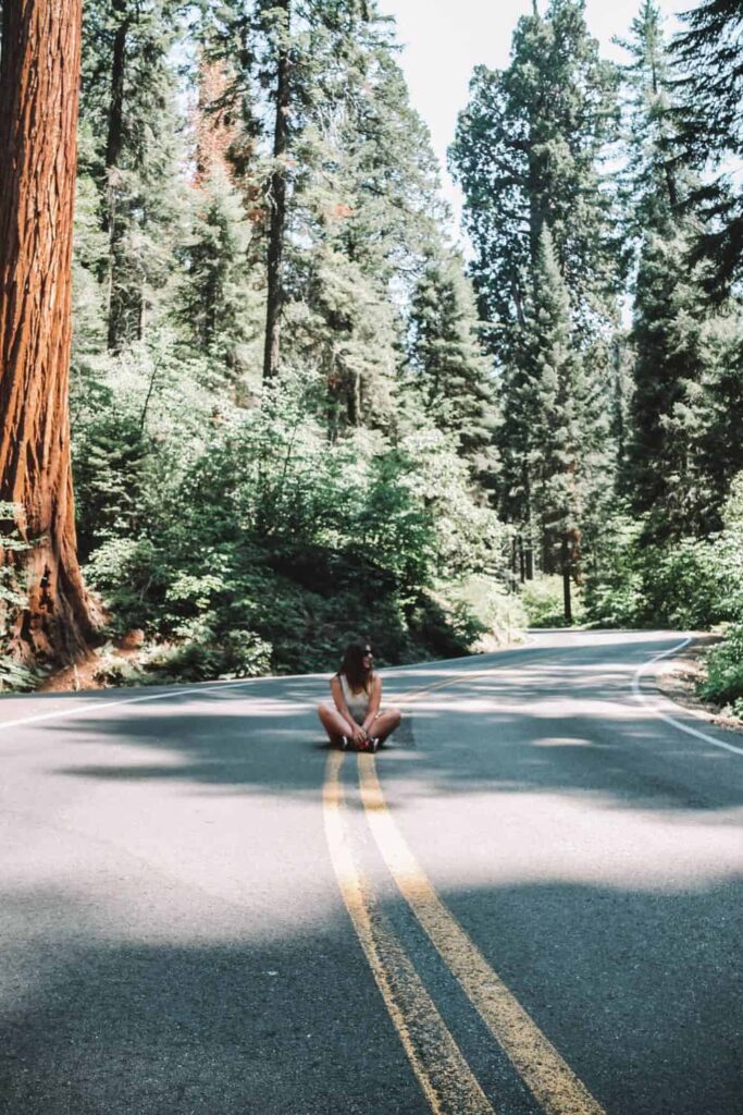 Sequoia trees in Sequoia National Park