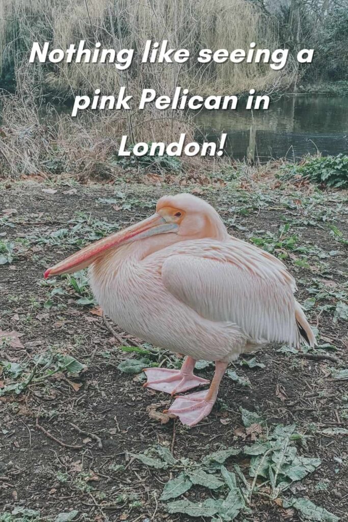 A London caption about St Jame's Park's pink pelicans!