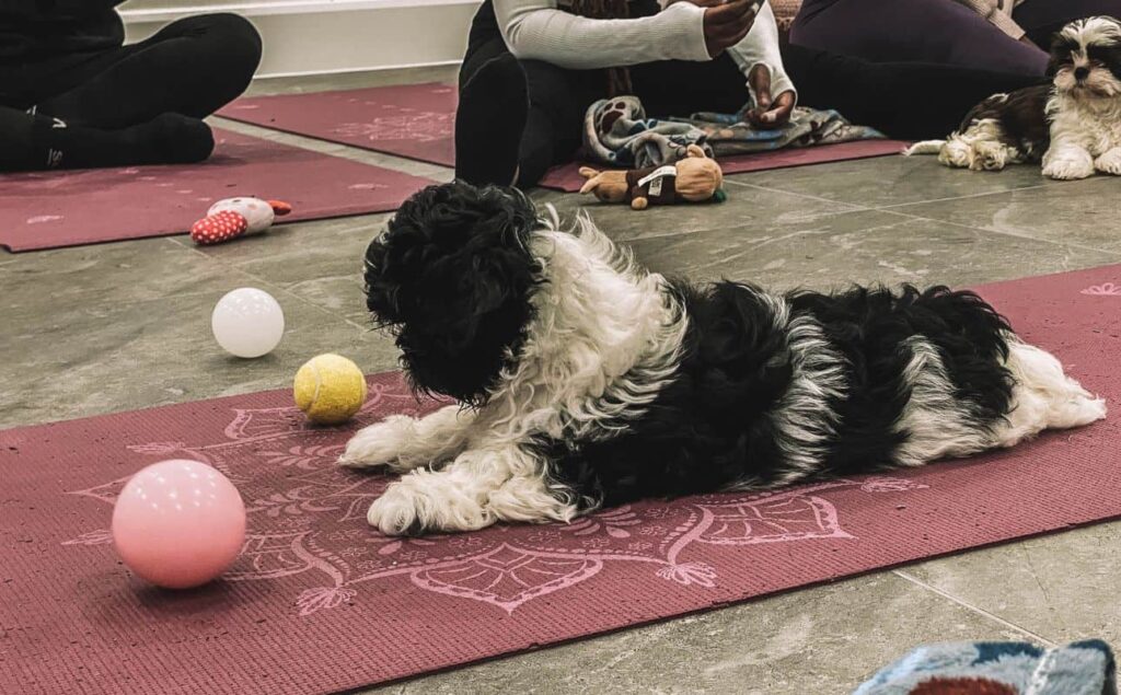 A thinking Shih Tzu at one of the puppy yoga classes we went to