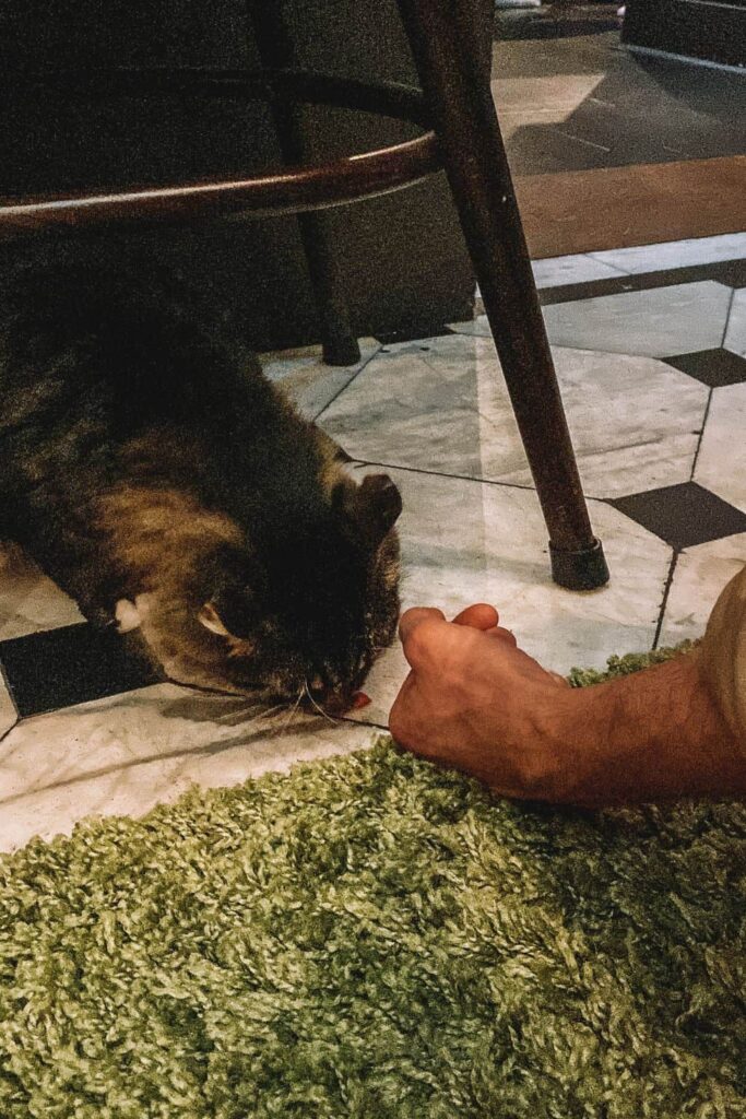 One of the cats at a cat cafe in London