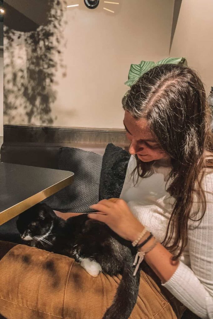 Petting a cat at Java Whiskers Cat Cafe London