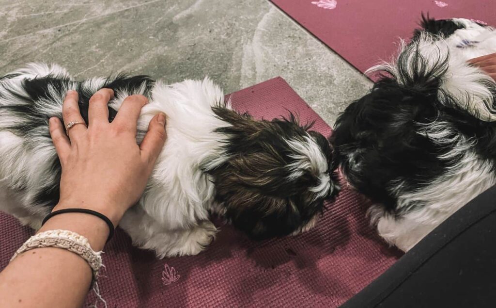 Petting puppies at one of the puppy yoga london locations
