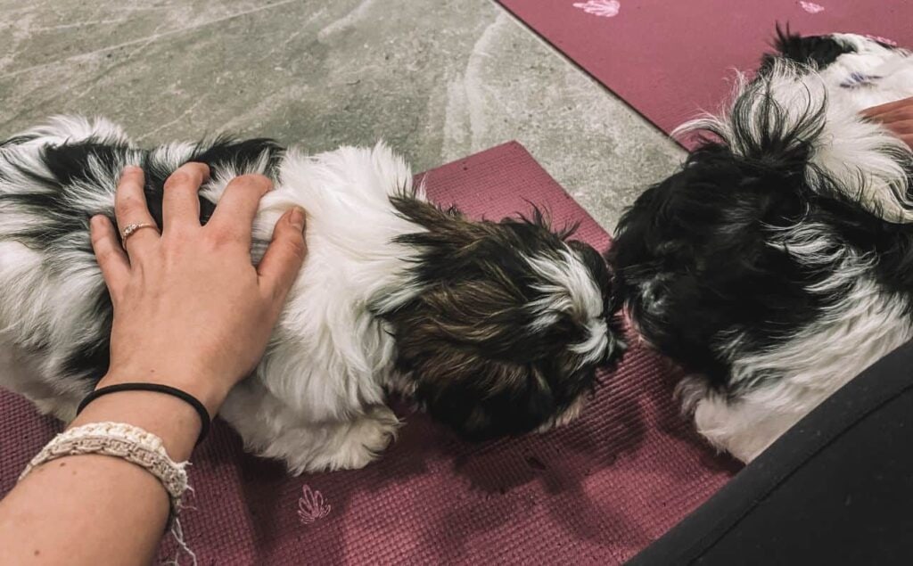 Puppy Yoga London  Combining Yoga & Puppy Cuddling