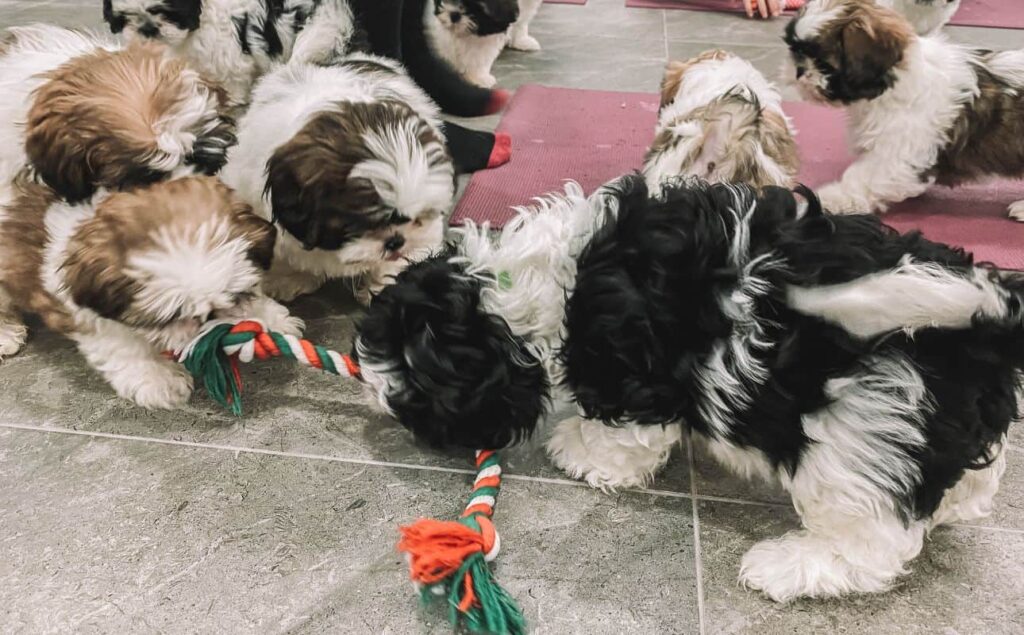 puppies playing at one of the puppy yoga locations in London