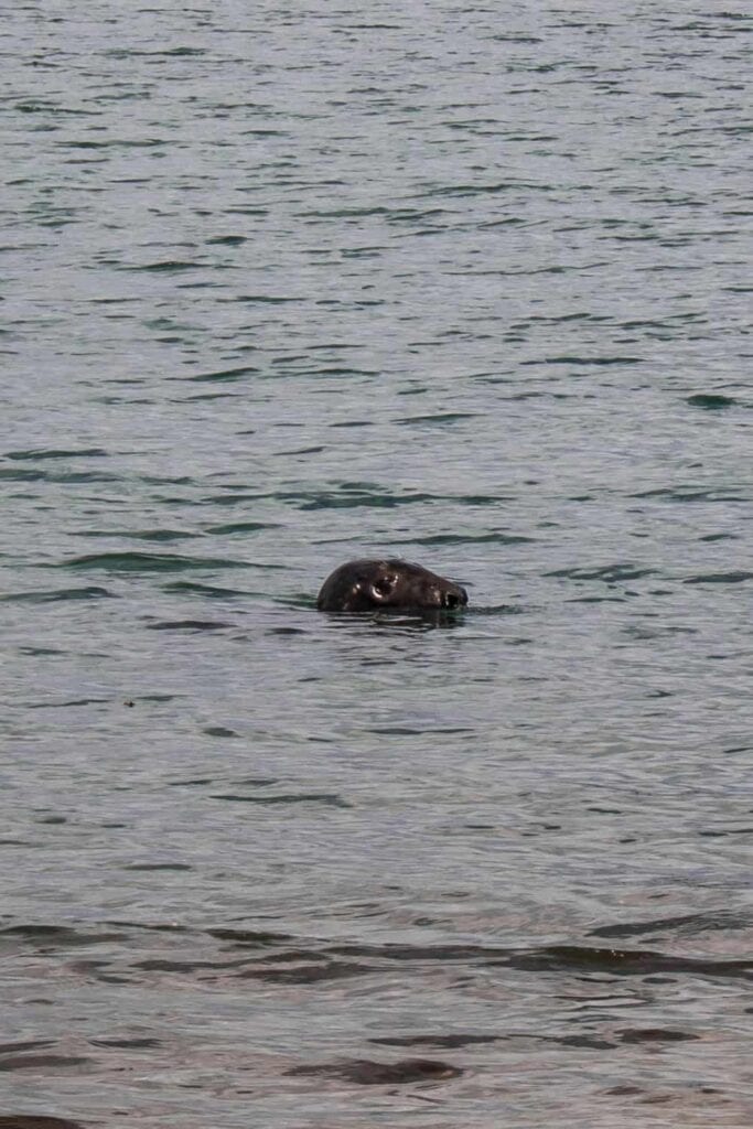 A seal we saw while observing wildlife from the beach on Bull Island