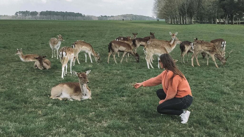 Us in Phoenix Park to see the wild deer