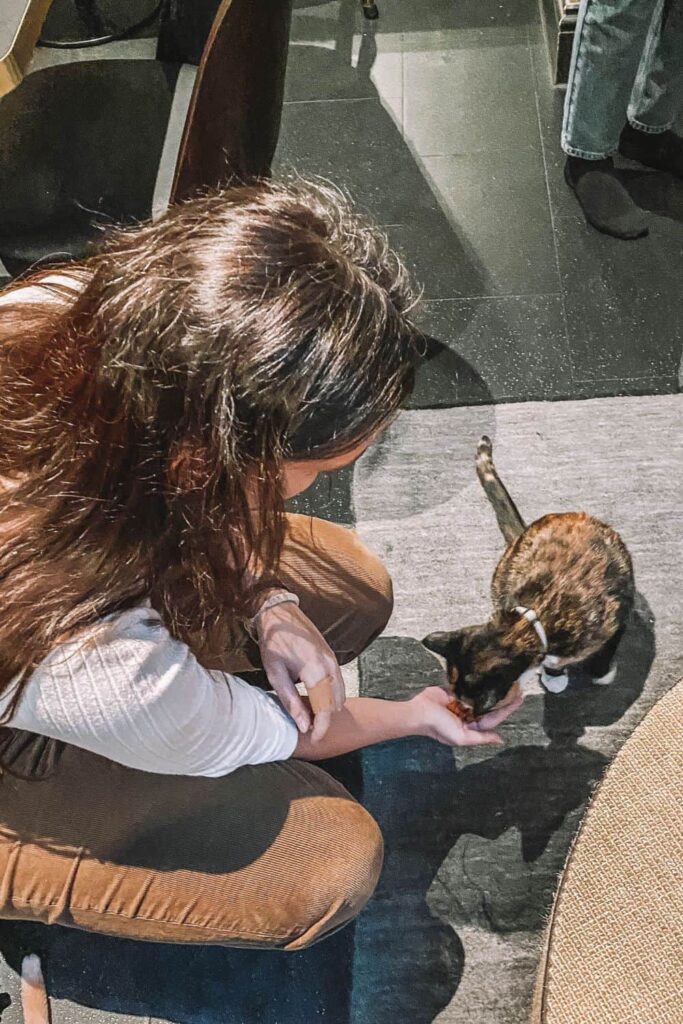 Marie petting a cat at a cat cafe