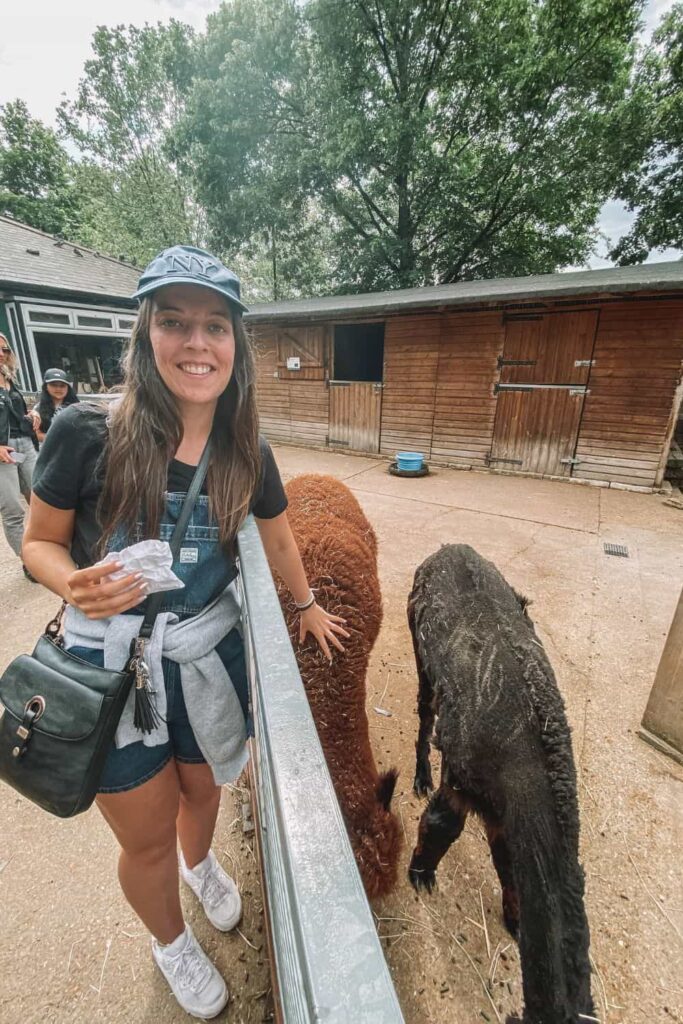 Marie petting an alpaca on a breakfast date at the pet farm