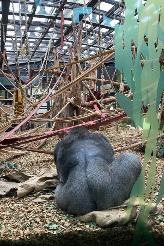 A Gorilla we saw at the zoo