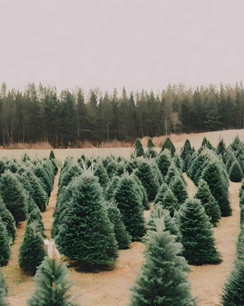 Christmas tree farm