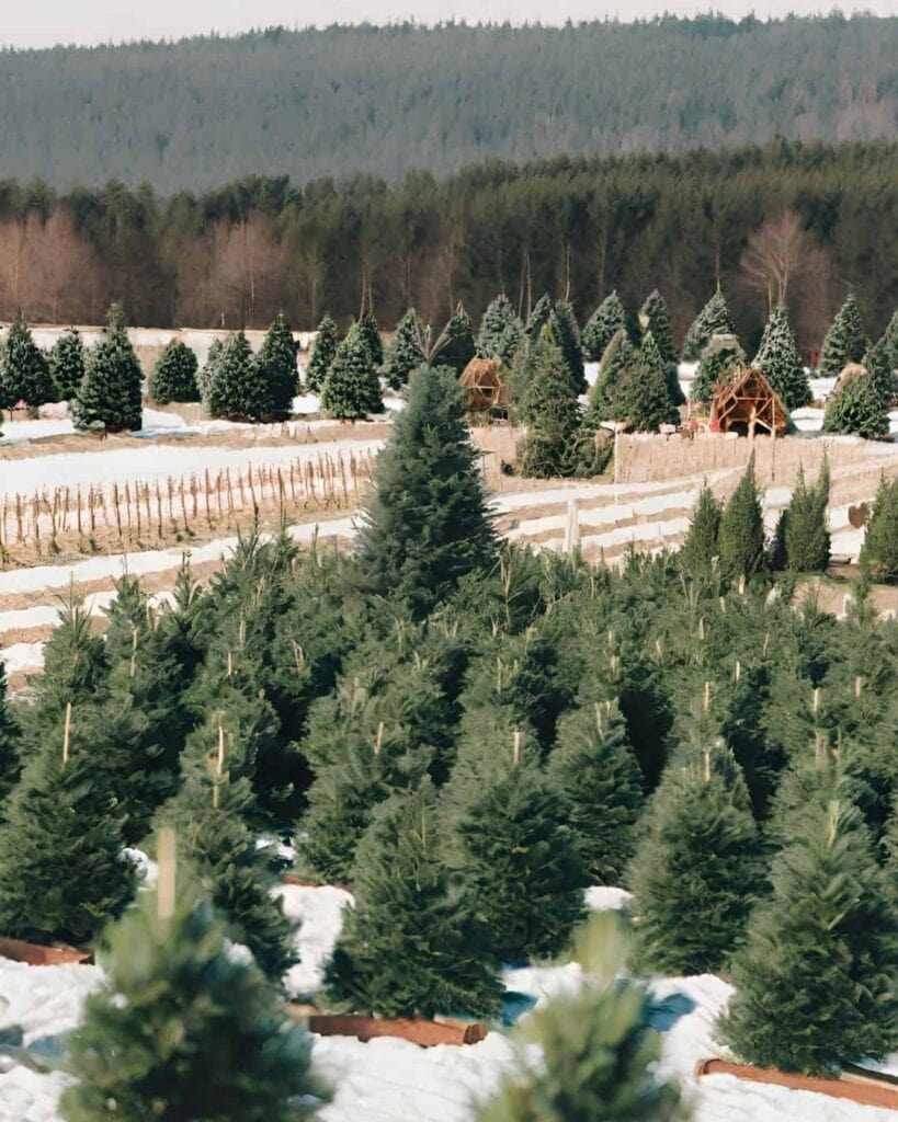 photo of a Christmas tree farm